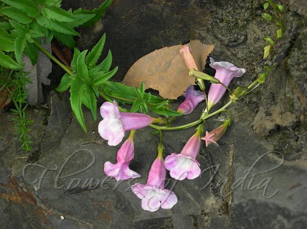 Chinese Trumpet Flower